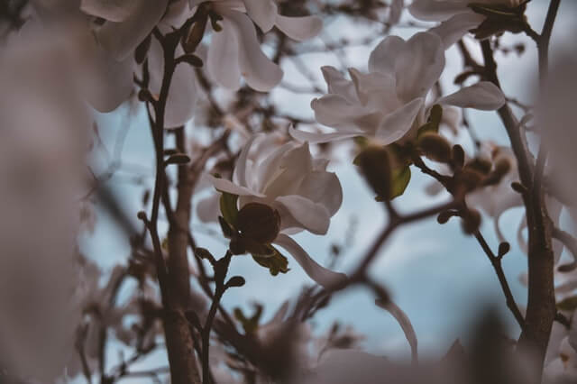 Winter Flowers To Match Any Wedding Palette The Park Savoy Estate Winter In The Northeast Might Not Look Very Colorful But That Doesn T Mean You Can Have Vibrant Flowers For Your Wedding